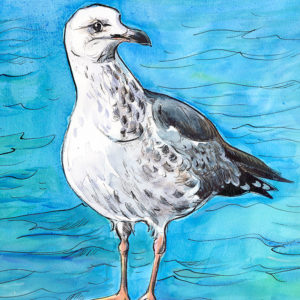 juvenile herring gull isle of wight