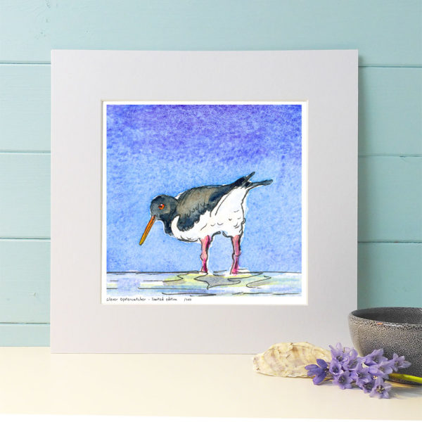 Oystercatcher with a blue background.
