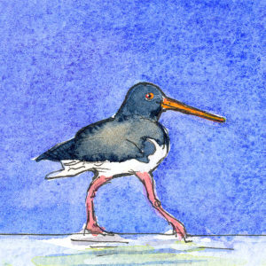 Oystercatcher with a blue background.