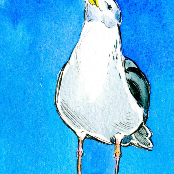 posing seagull with a blue background