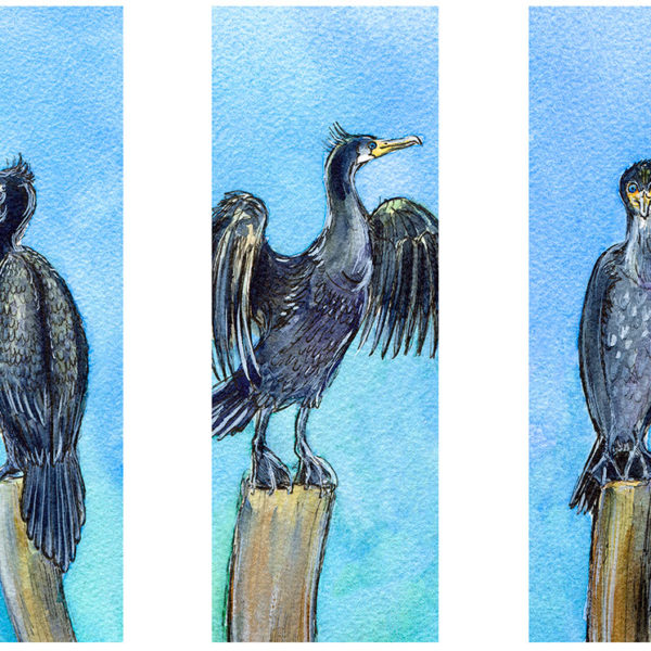 Three cheeky pictures of a cormorant on the Isle of Wight with a bright blue background