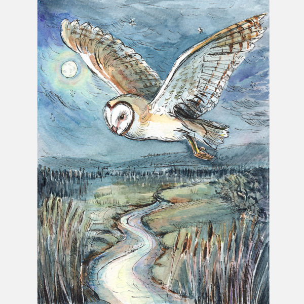 barn owl, flying at night, dodnor creek, newport, isle of wight