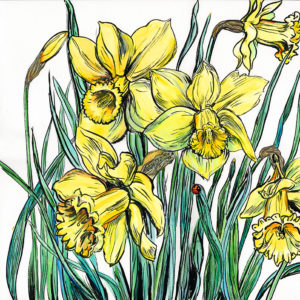 daffodils growing
