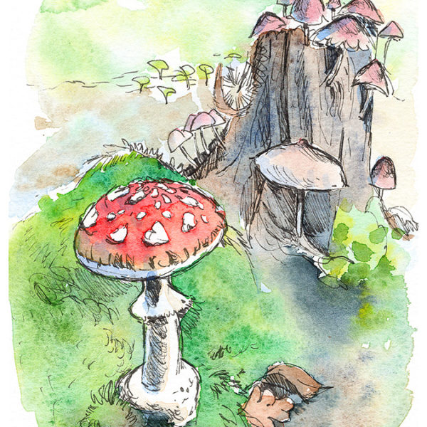 mushrooms and tree stump