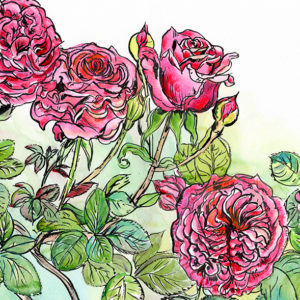 painting of pink roses